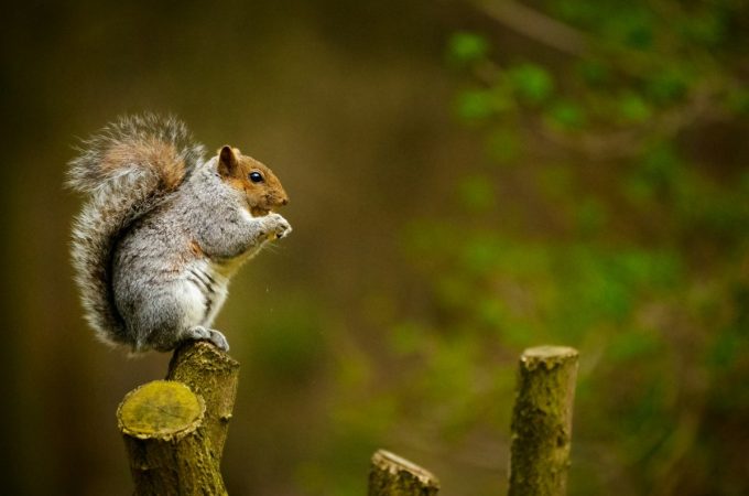 Budget-Friendly Ways to Keep Squirrels Out of Your Garden
