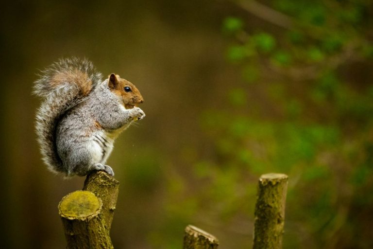 Budget-Friendly Ways to Keep Squirrels Out of Your Garden