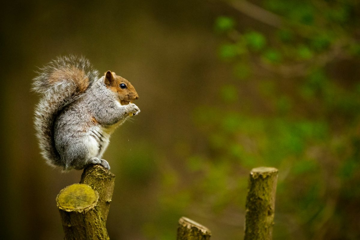 Budget-Friendly Ways to Keep Squirrels Out of Your Garden