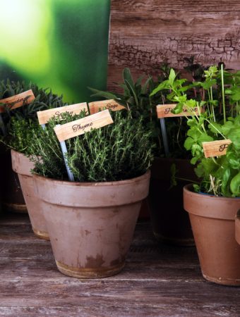 How to Grow Herbs Without Buying Starters