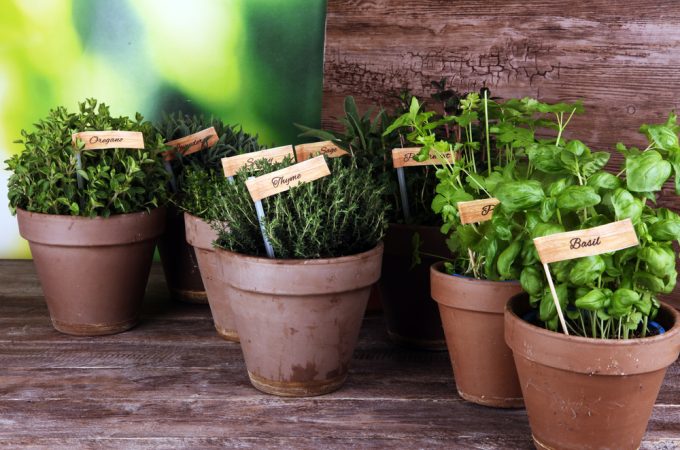 How to Grow Herbs Without Buying Starters