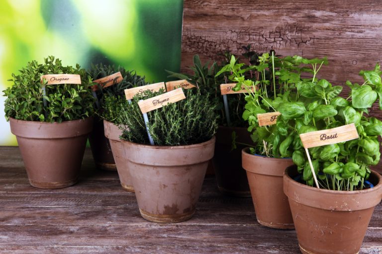 How to Grow Herbs Without Buying Starters