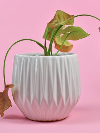 How to Spot Nutrient Deficiencies Early