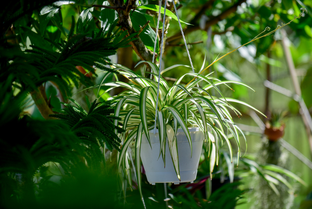 6 Low-Cost Plants That Thrive for Beginner Gardeners on a Budget