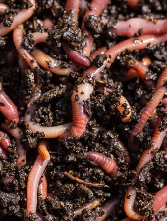 How to Encourage Earthworms That Improve Soil Naturally