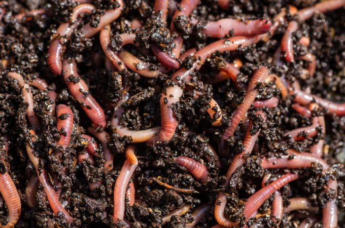 How to Encourage Earthworms That Improve Soil Naturally