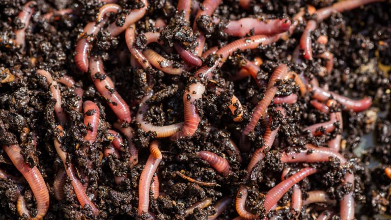 How to Encourage Earthworms That Improve Soil Naturally