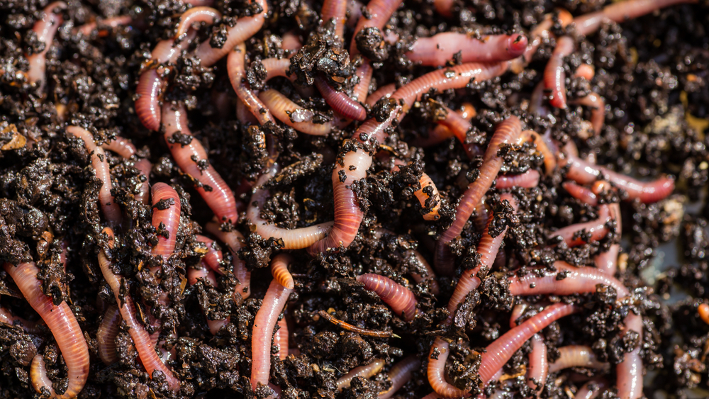 March Garden Pests That Hide Underground