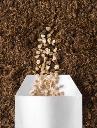 How to Save Seeds Instead of Buying New Packets