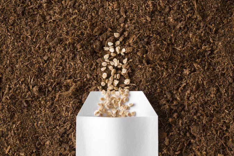 How to Save Seeds Instead of Buying New Packets