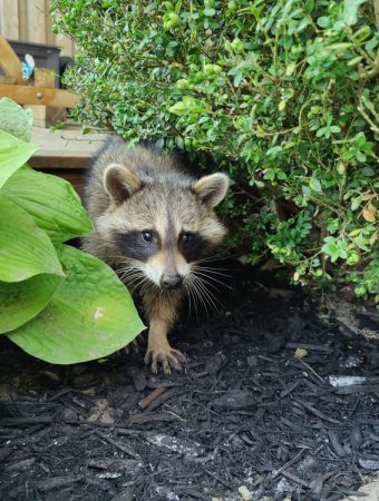 How to Keep Raccoons Away Without Fencing