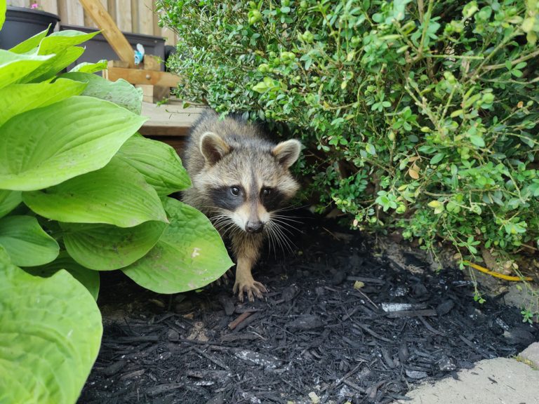 How to Keep Raccoons Away Without Fencing