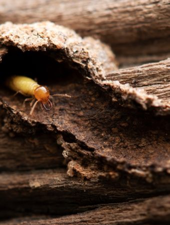 Why Some Gardens Attract More Termites