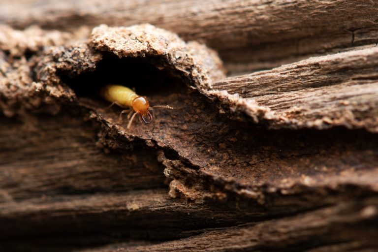 Why Some Gardens Attract More Termites