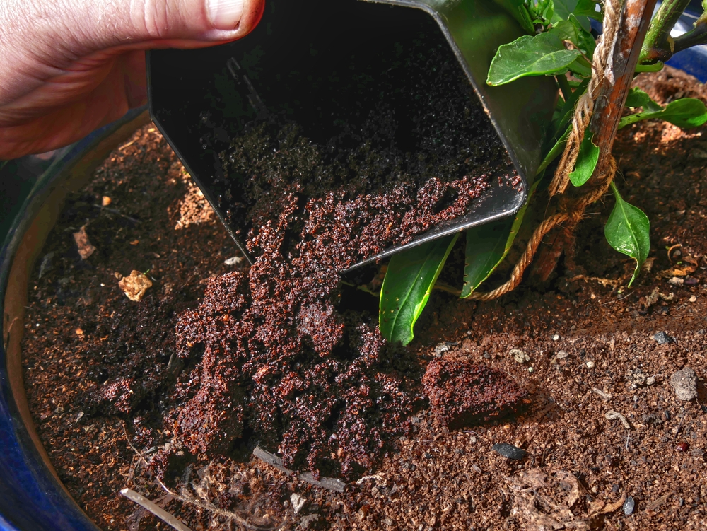 The Safe Way to Use Coffee Grounds Without Damaging Plants
