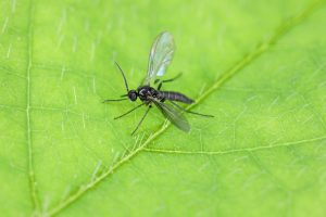 How to Reduce Fungus Gnats Naturally