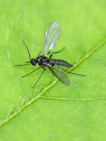 How to Reduce Fungus Gnats Naturally