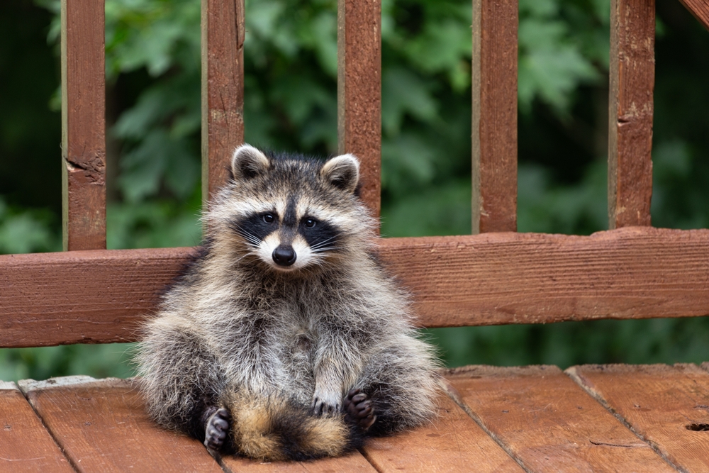 How to Keep Raccoons Away Without Fencing