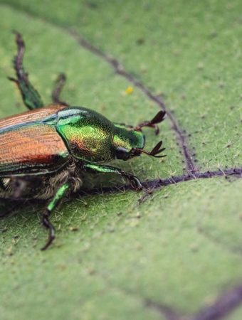 March Garden Pests That Hide Underground