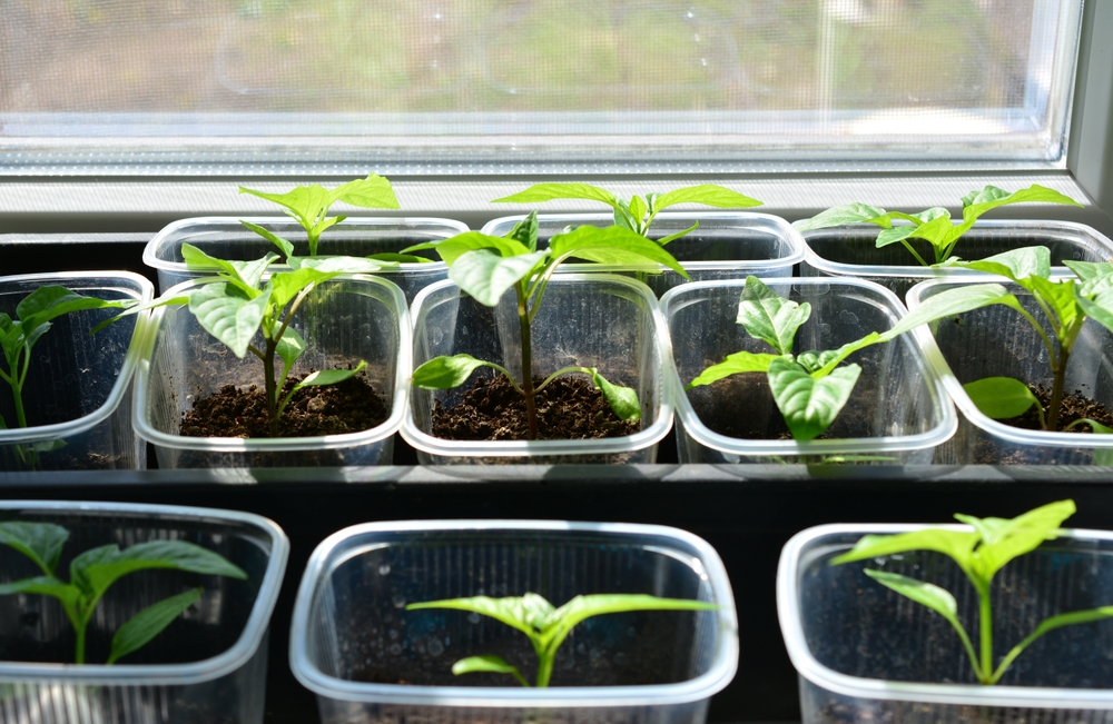 How to Start Seeds Indoors on a Tight Budget Without Wasting Money