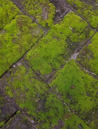 Why Moss Appears on Lawns and What It Says About Your Soil