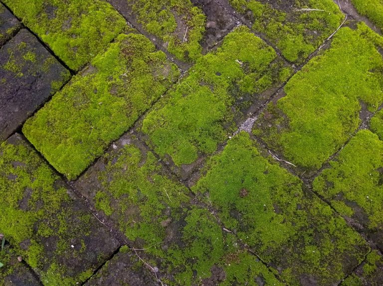 Why Moss Appears on Lawns and What It Says About Your Soil