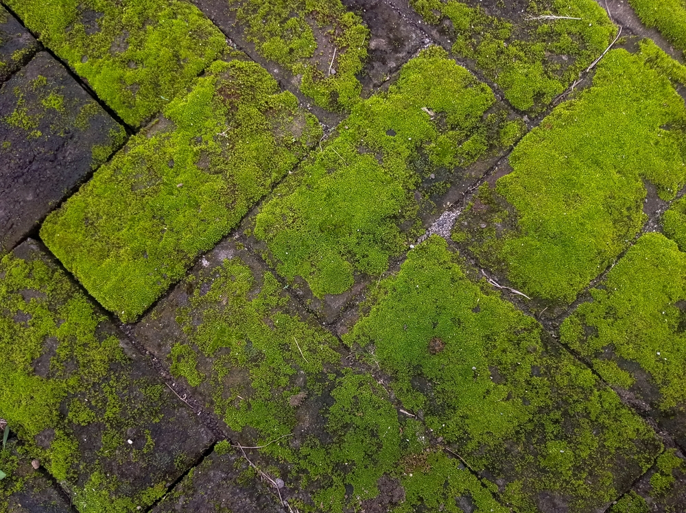Why Moss Appears on Lawns and What It Says About Your Soil