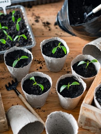 The Little-Known Secret to Strong, Healthy Seedlings That Costs Almost Nothing