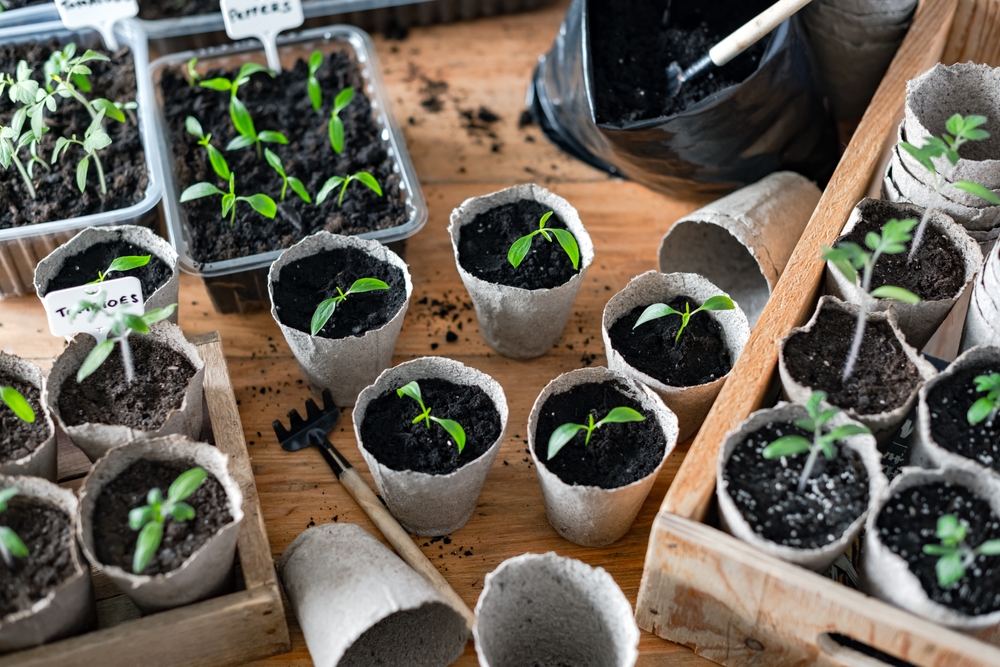 The Little-Known Secret to Strong, Healthy Seedlings That Costs Almost Nothing