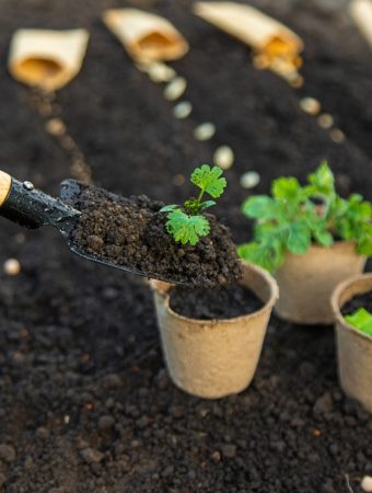 March Seedling Diseases to Watch For