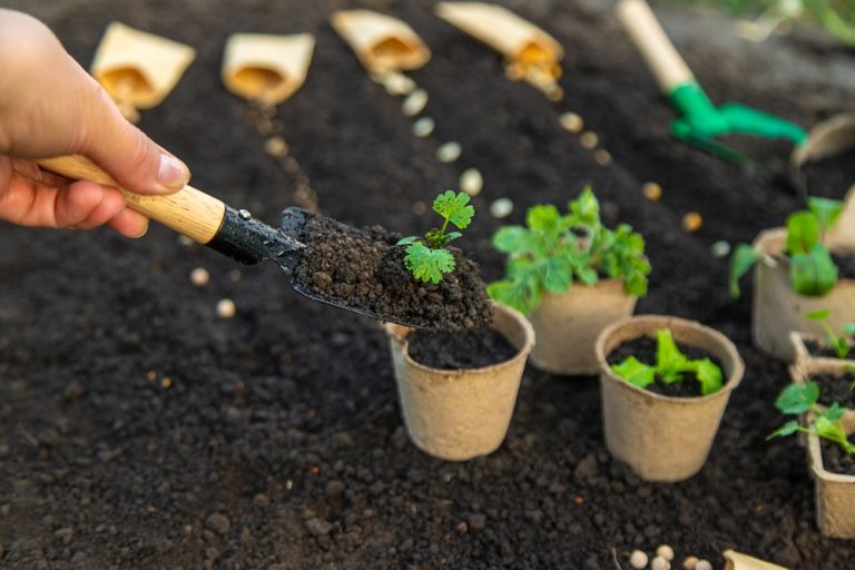 March Seedling Diseases to Watch For