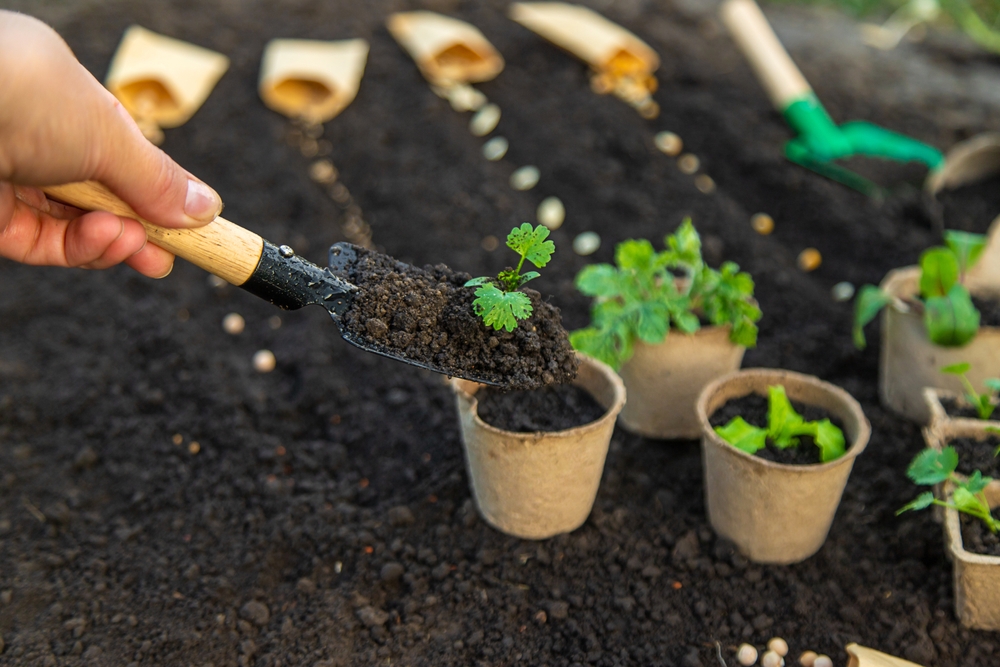 March Seedling Diseases to Watch For