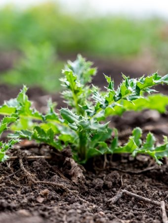 Why Early Spring Weeds Are Spreading Faster Than Most Gardeners Expect