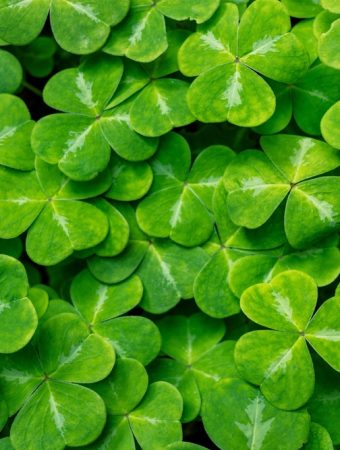 Low-Cost Cover Crops That Improve Soil Without Extra Work