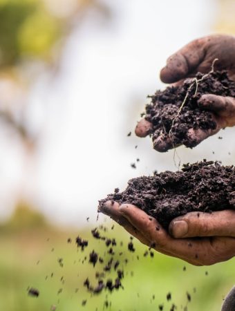 7 Soil Amendments Many Gardeners Forget to Use That Improve Plant Growth