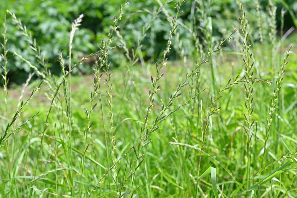 Low-Cost Cover Crops That Improve Soil Without Extra Work
