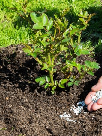 Plants That Thrive With Minimal Fertilizer