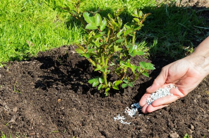 Plants That Thrive With Minimal Fertilizer