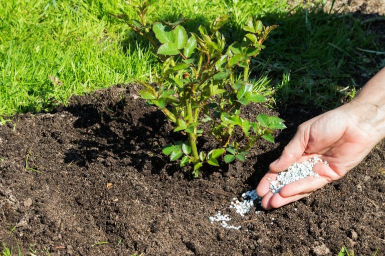 Plants That Thrive With Minimal Fertilizer