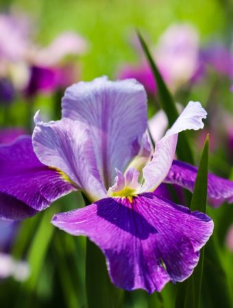 Low-Cost Plants That Multiply Every Year