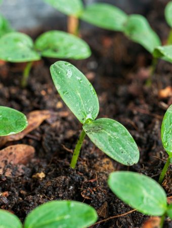 How to Protect Seedlings From Cold Nights Without Buying Covers