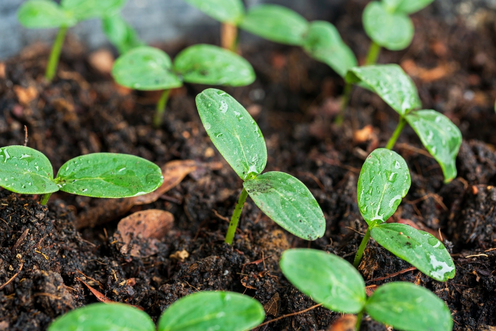 How to Protect Seedlings From Cold Nights Without Buying Covers