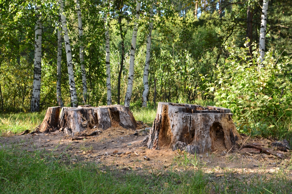 Why Some Gardens Attract More Termites