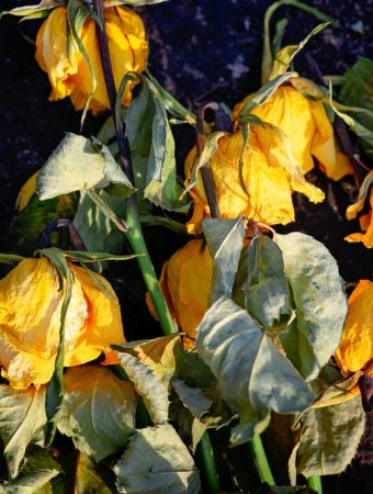 How to Revive Dying Perennials