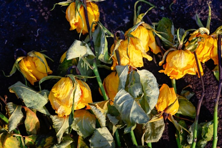 How to Revive Dying Perennials