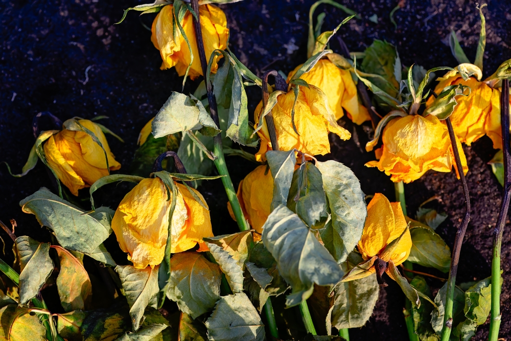 How to Revive Dying Perennials