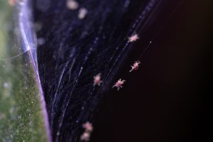 Early Signs of Spider Mite Infestations
