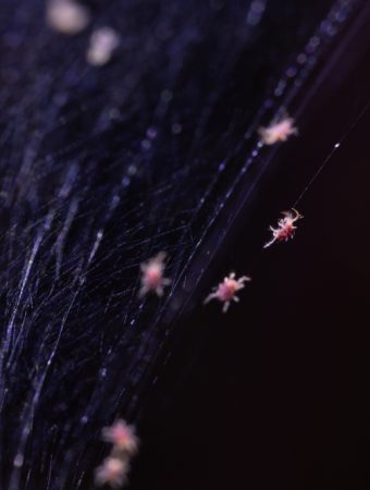 Early Signs of Spider Mite Infestations