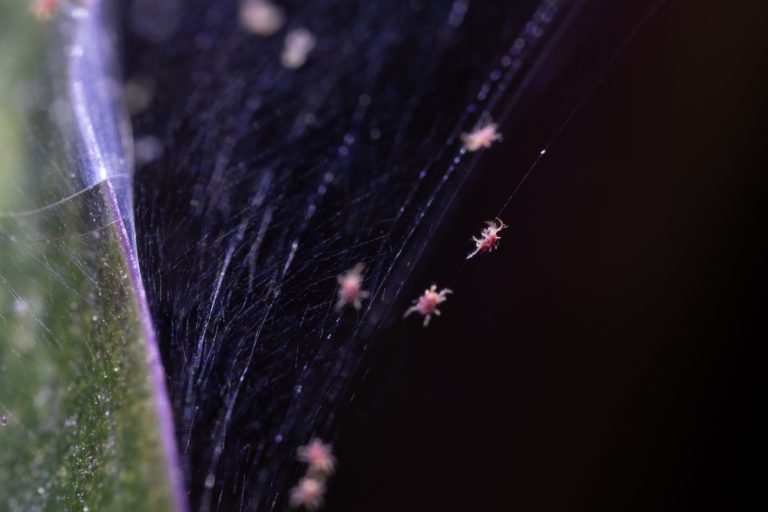 Early Signs of Spider Mite Infestations