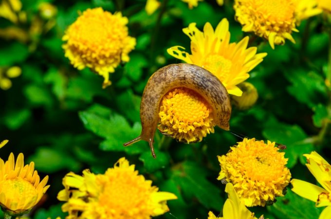 How to Protect Garden Borders From Pests